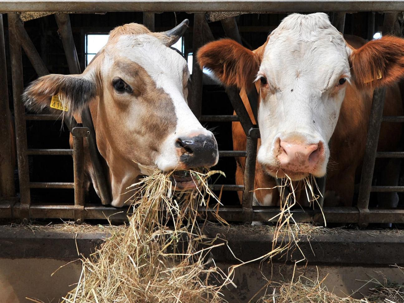 two cows standing in an open barn, recycling of waste in the animal processing industry