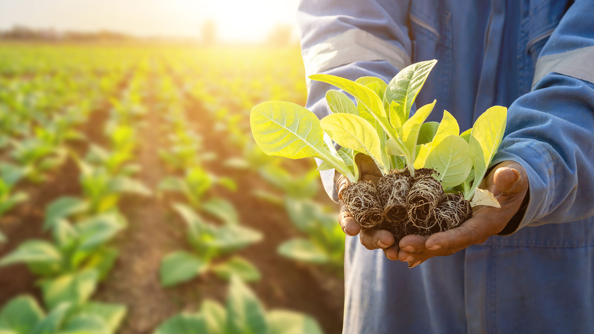 agriculturist planting the young of green tobacco in the field