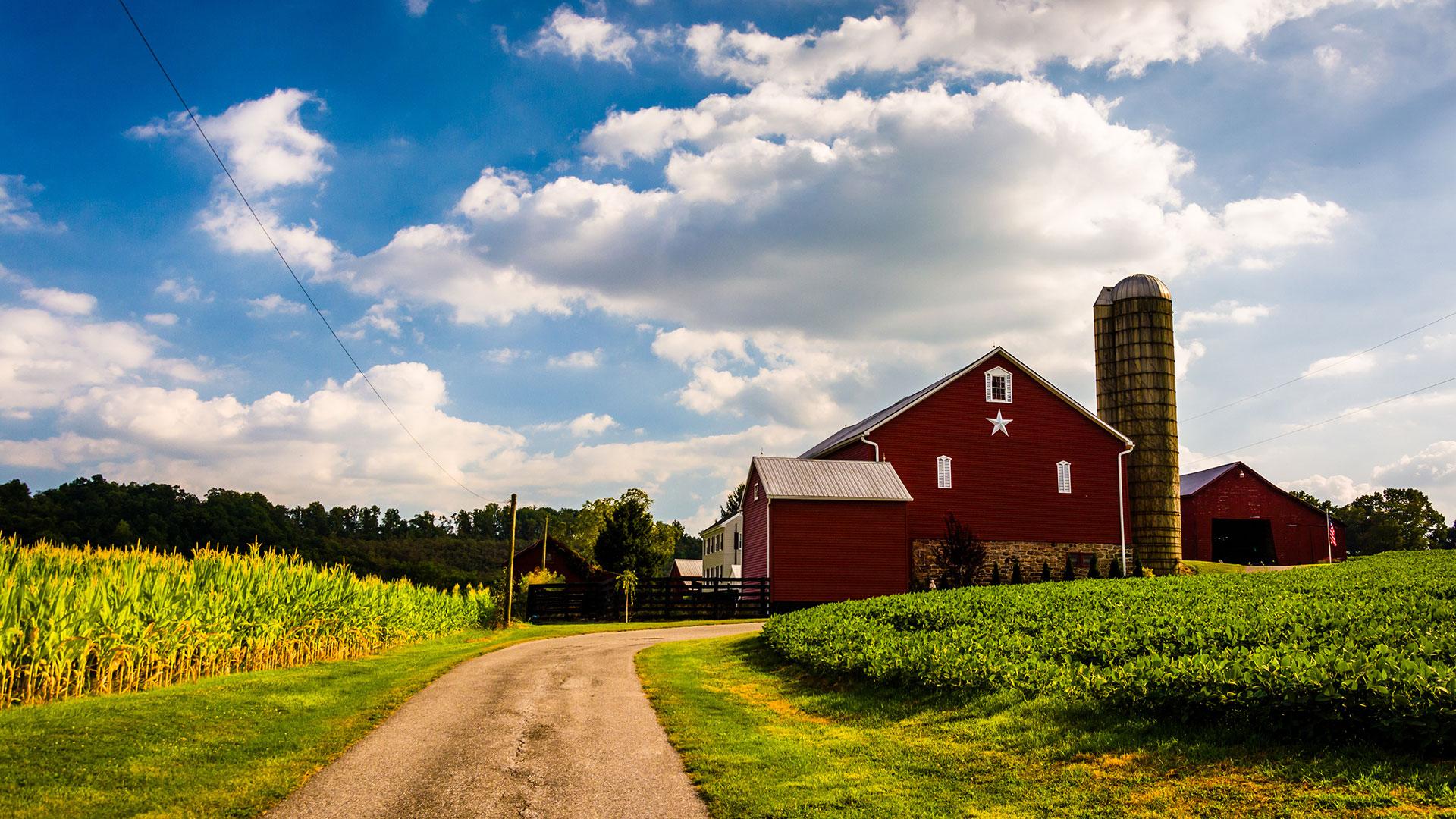 Driveway and red barn, silo and crop field
