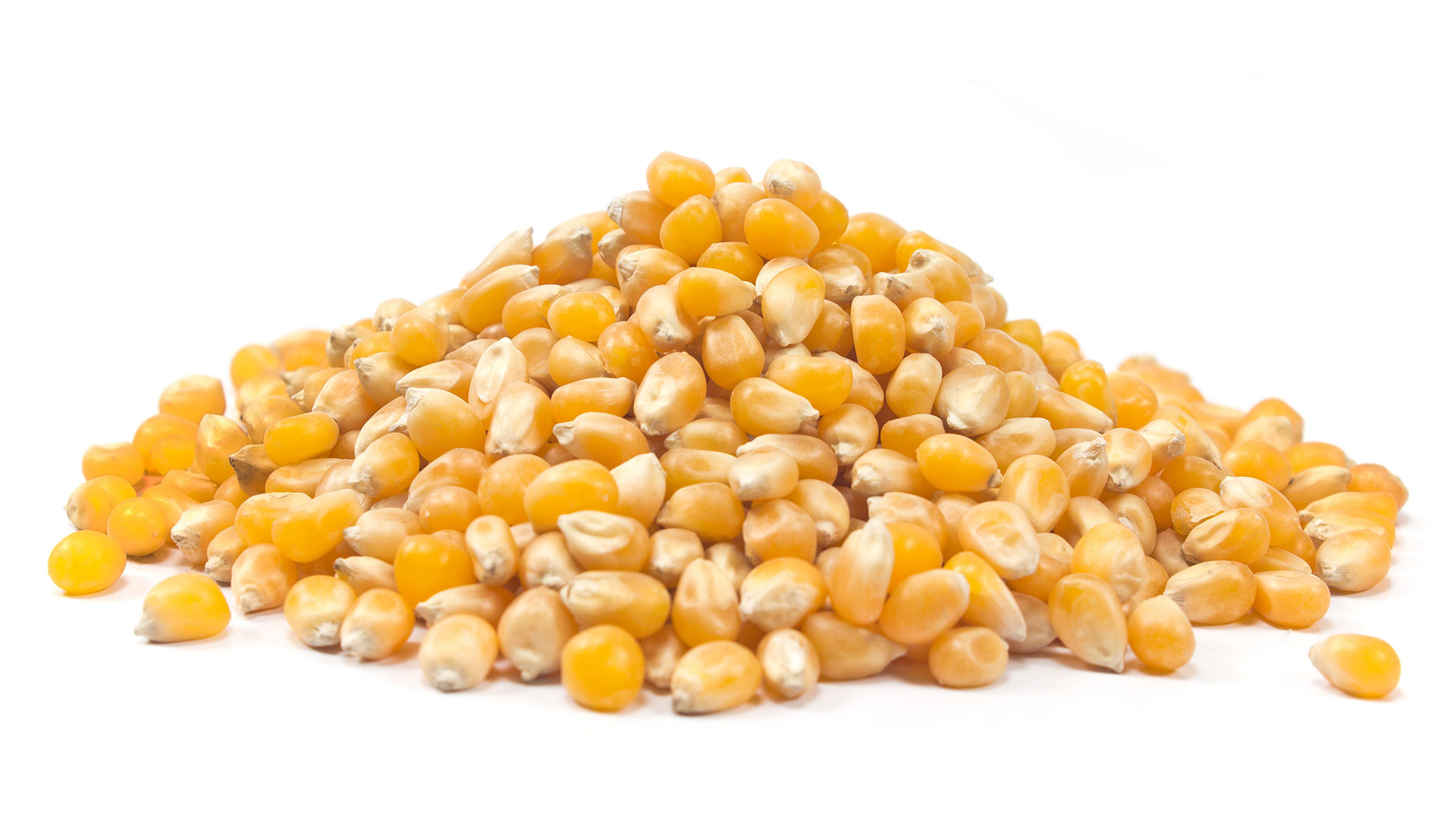 Corn measurement