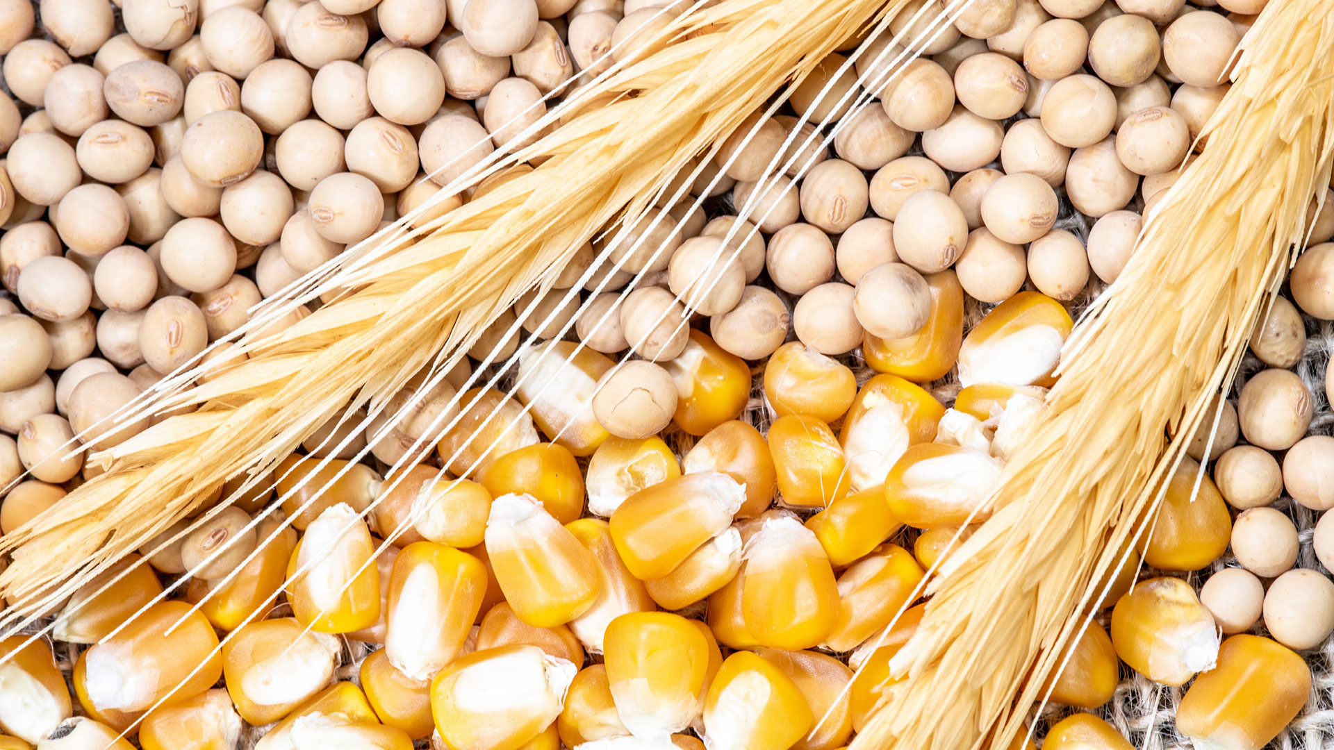 different cereals lie next to each other, wheat, corn and legumes