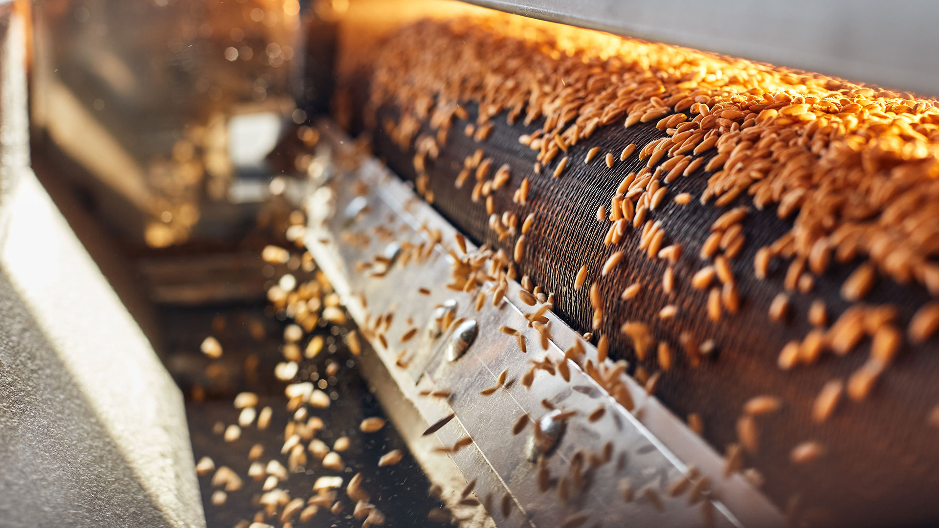 Machine drying wheat grains on conveyor