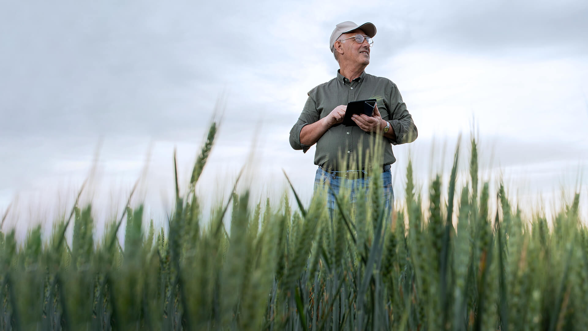 Farmer standing in a cornfield holding a tablet in his hand