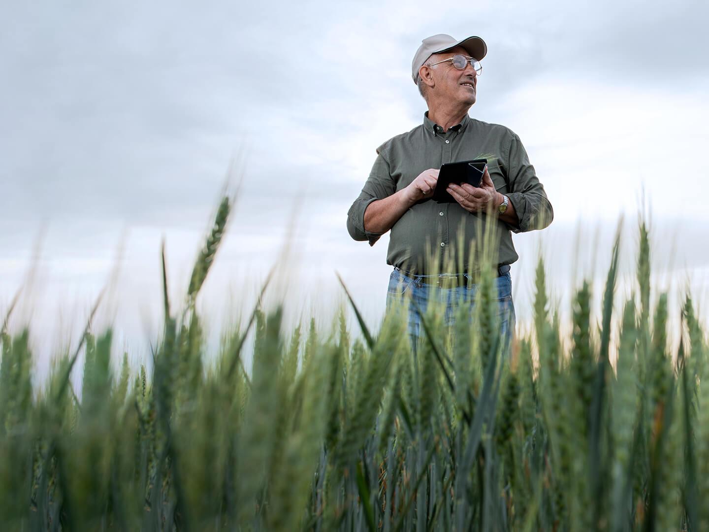 Farmer standing in a cornfield holding a tablet in his hand