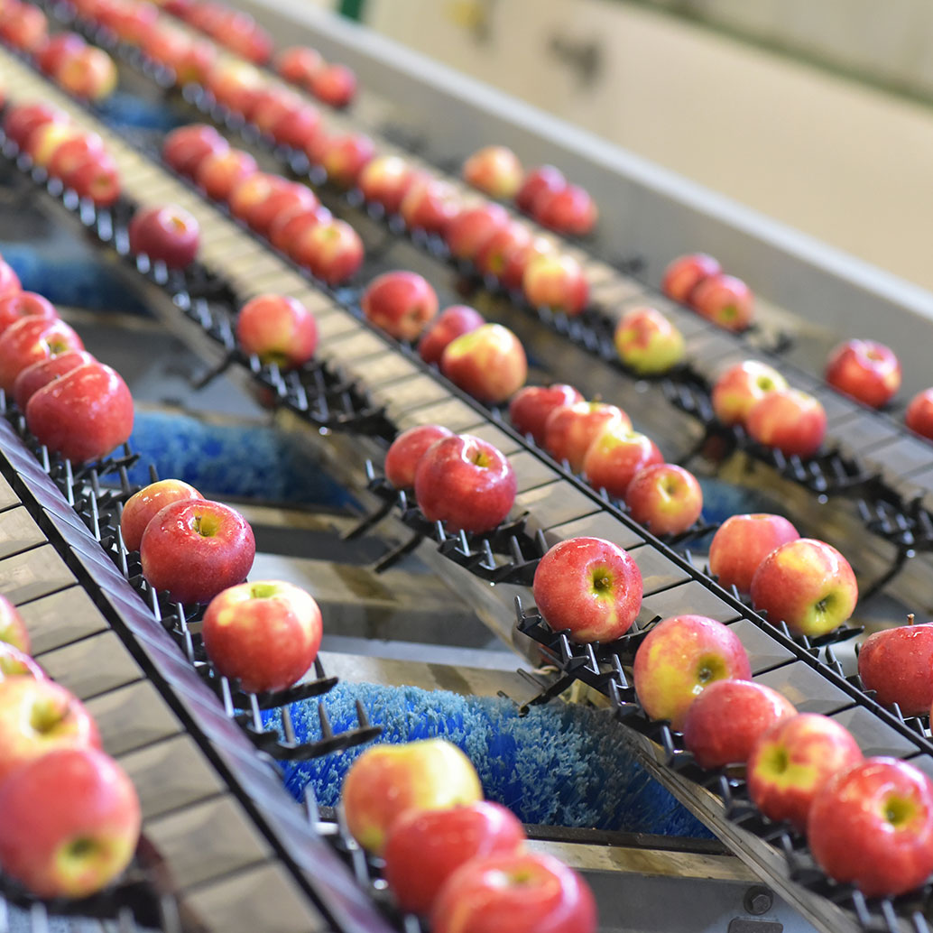 Transport of freshly harvested apples in a food factory. Fruit sorting and processing