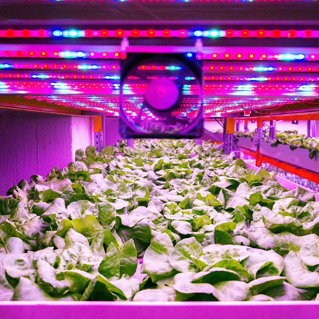 Ventilator and special LED lights belts above lettuce in aquaponics system combining fish aquaculture with hydroponics, cultivating plants in water under artificial lighting, indoors