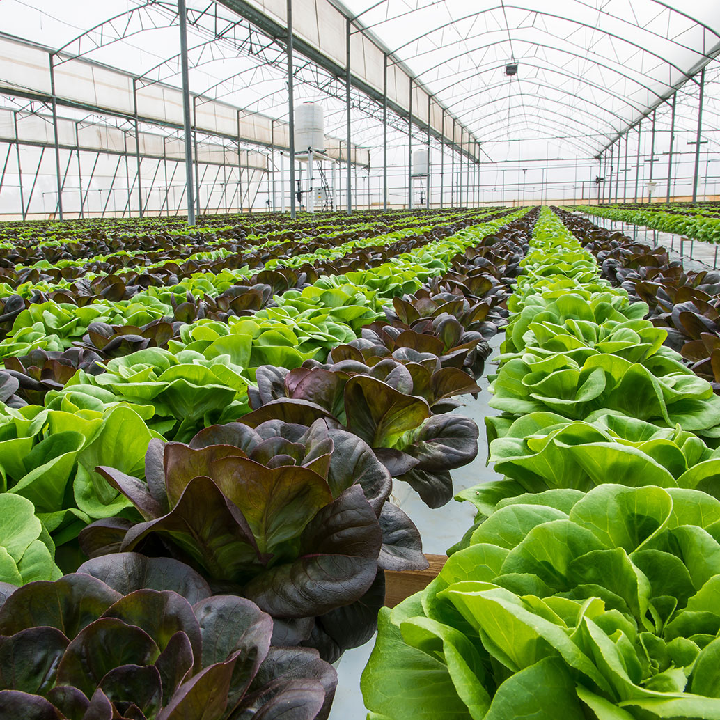 Lettuce crops in greenhouse