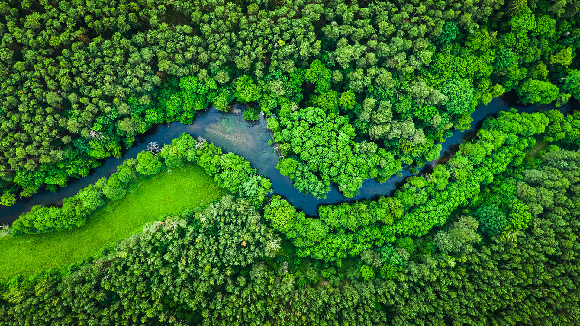 River meanders through green forest
