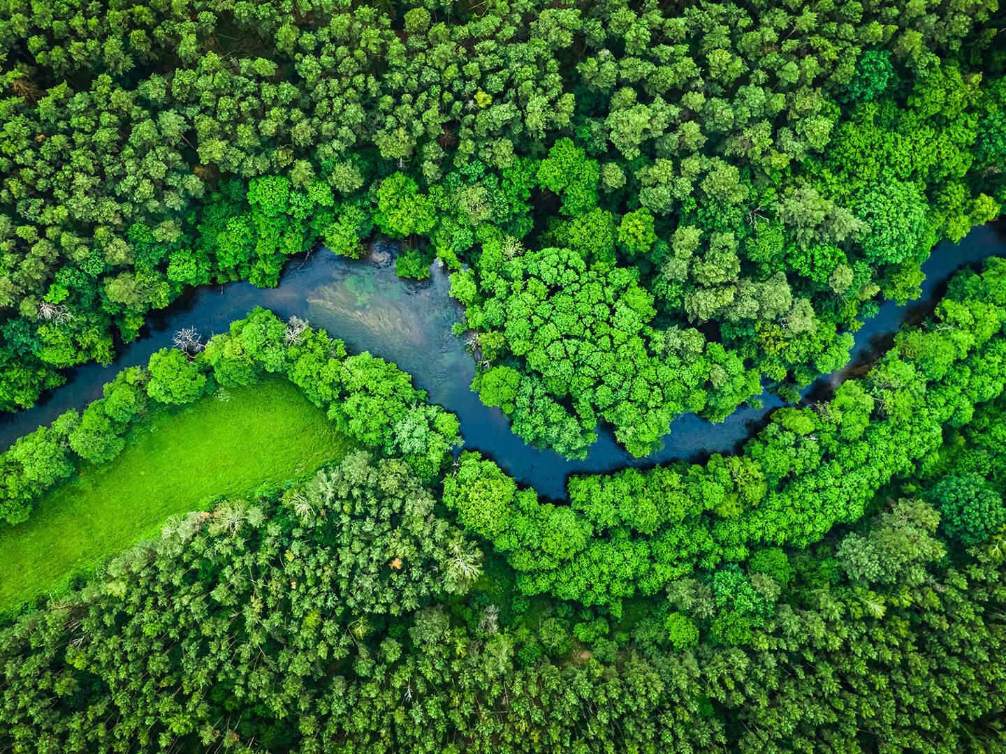 Rriver meanders through green forest