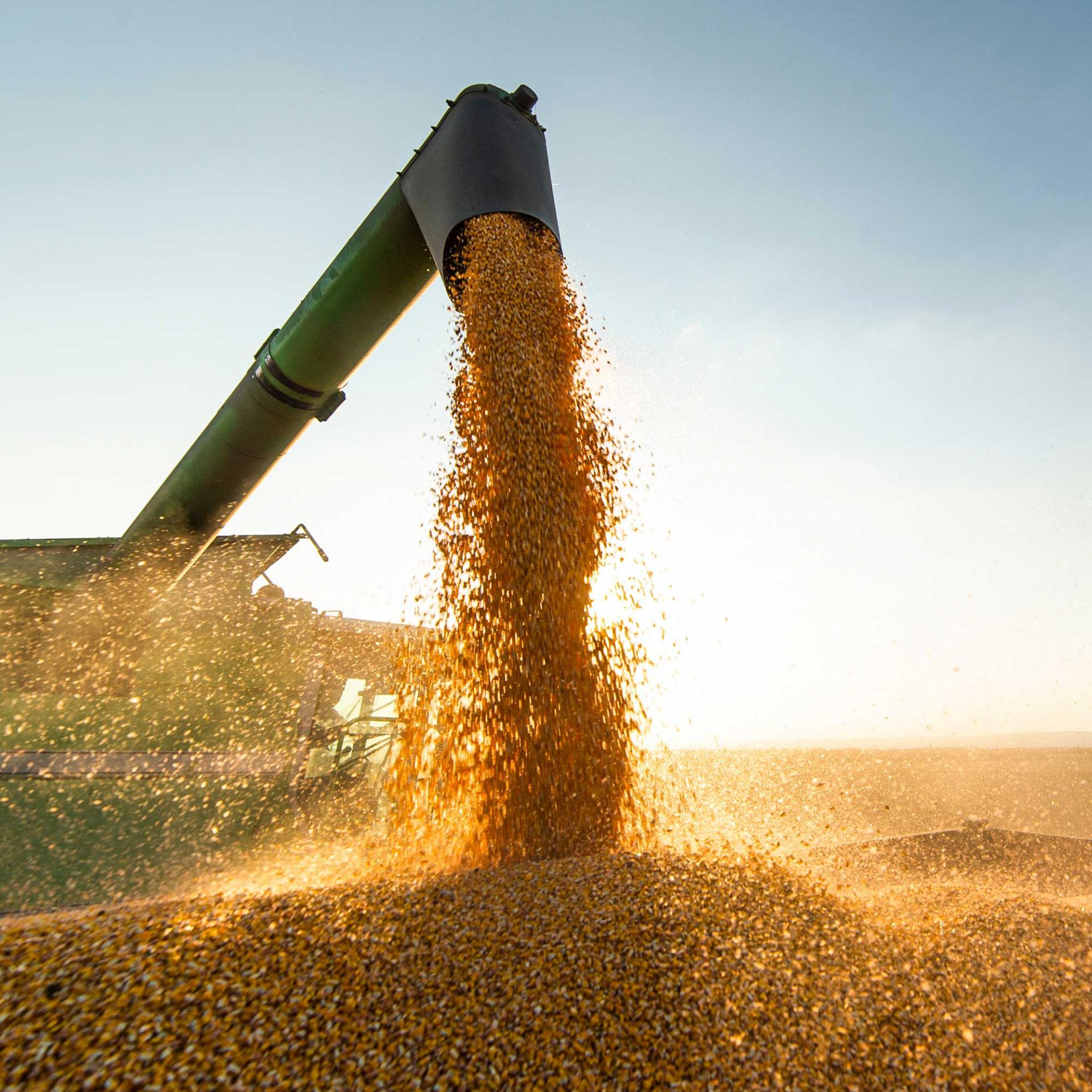 Combine transferring corn after harvest