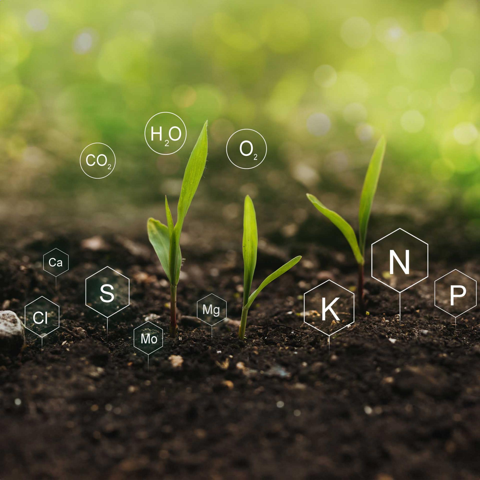 Plant and soil with digital mineral nutrients icons