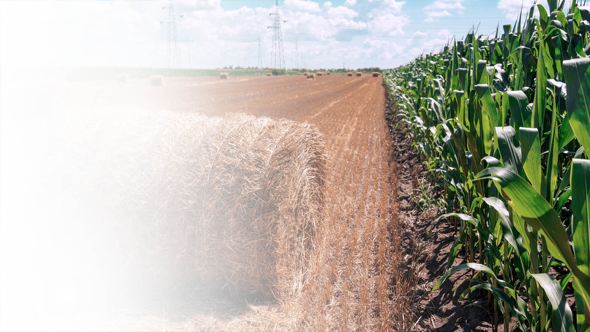 Hay bale and corn field illustrate application area agriculture