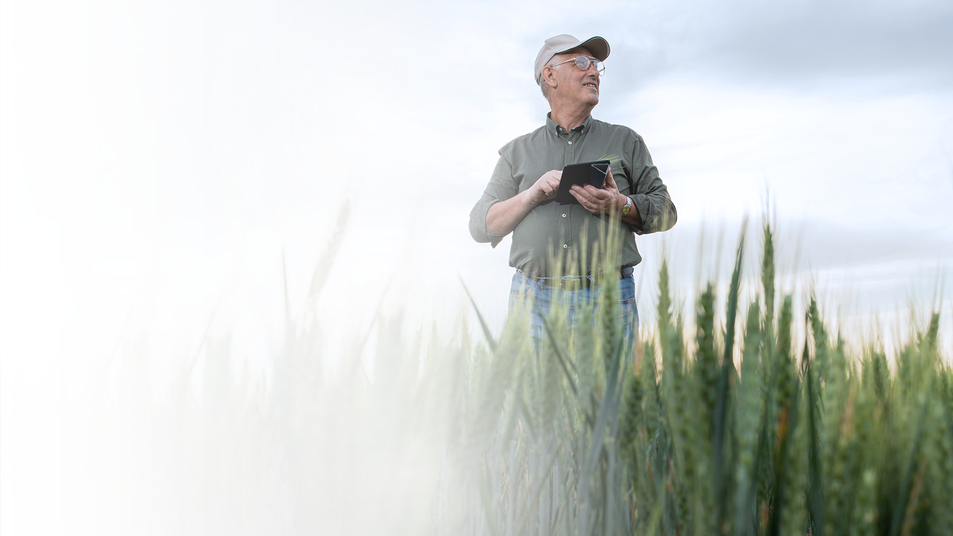 Farmer standing in a cornfield holding a tablet in his hand