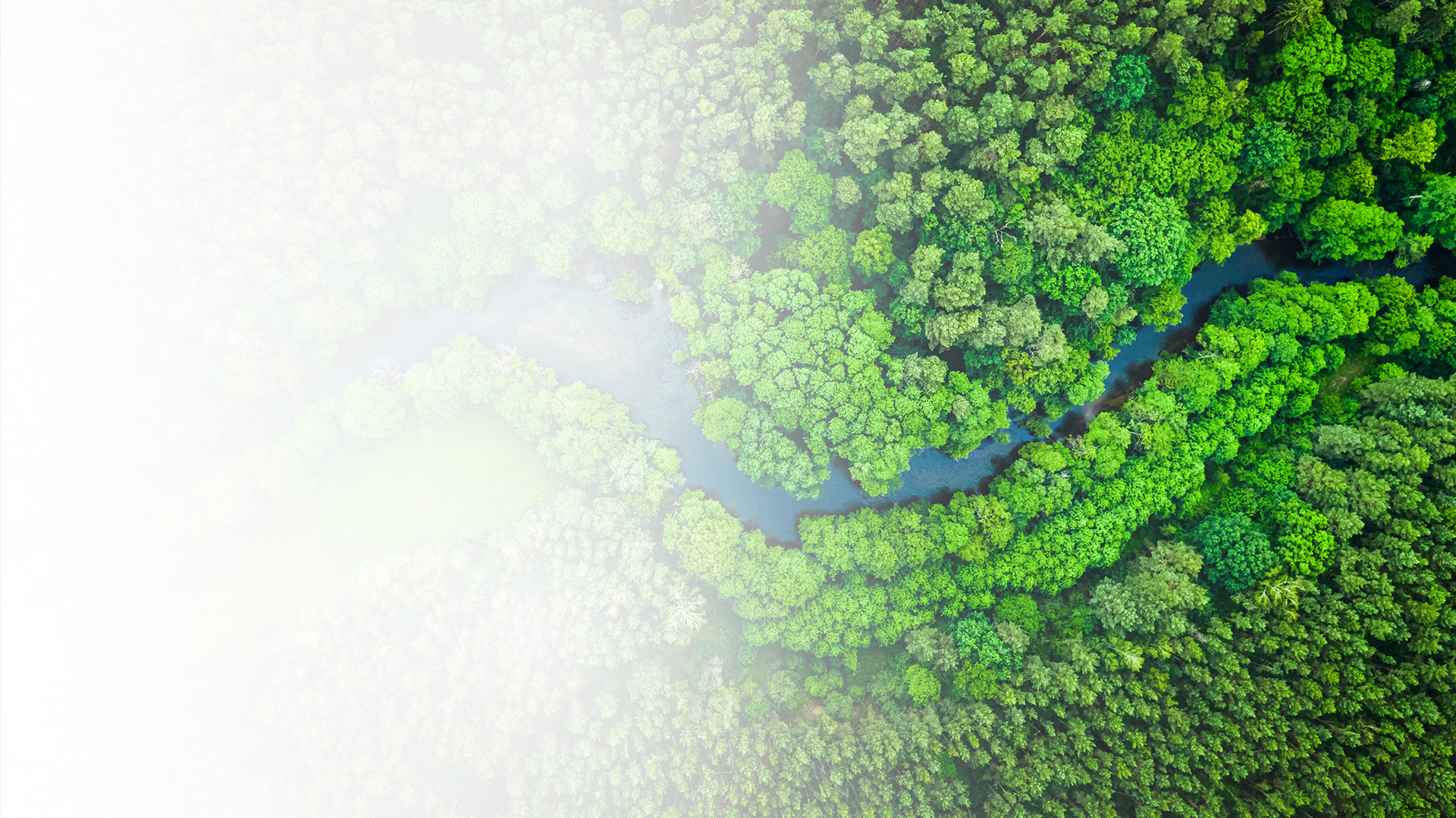 River meanders through green forest