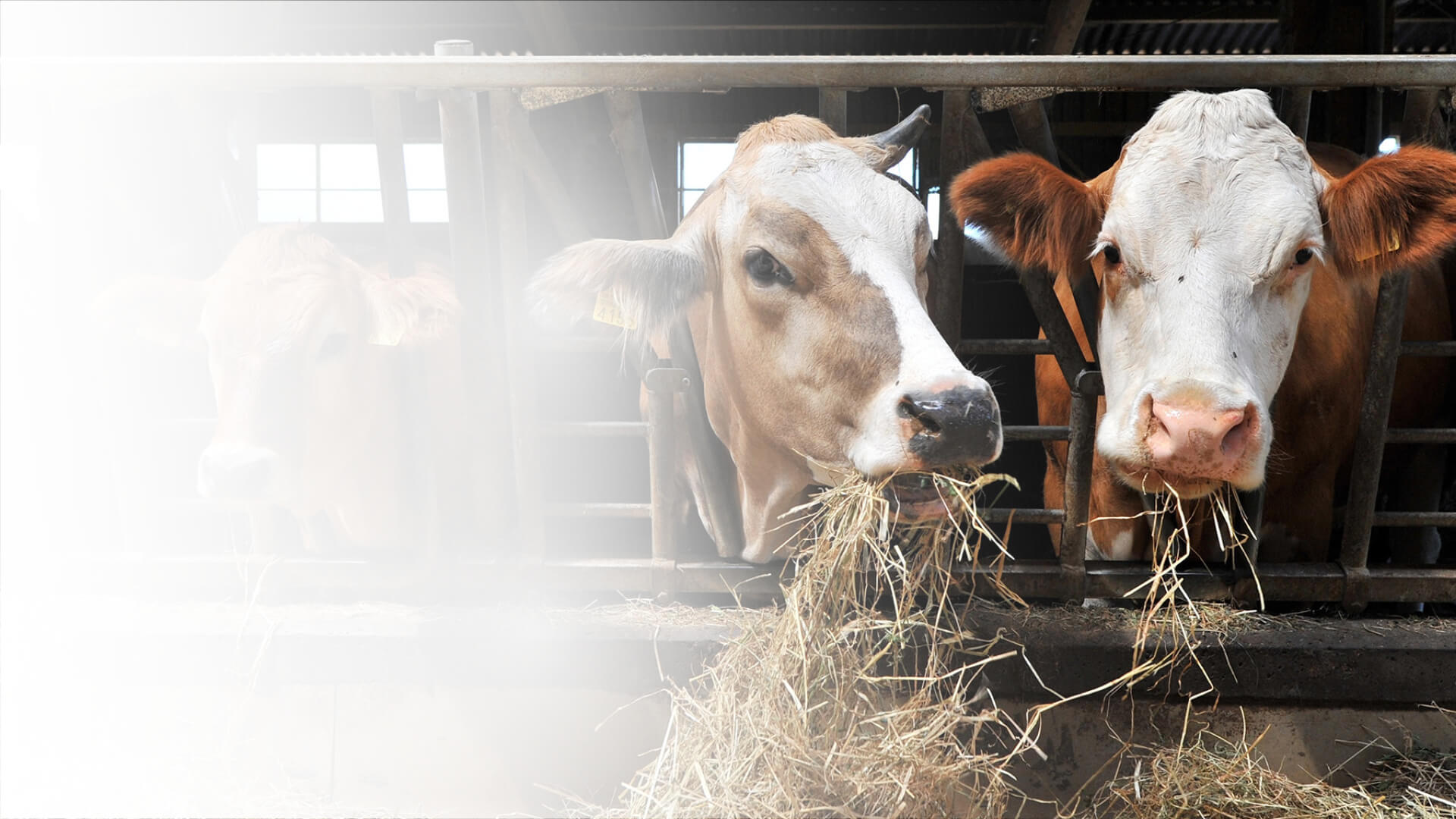 two cows standing in an open barn, recycling of waste in the animal processing industry