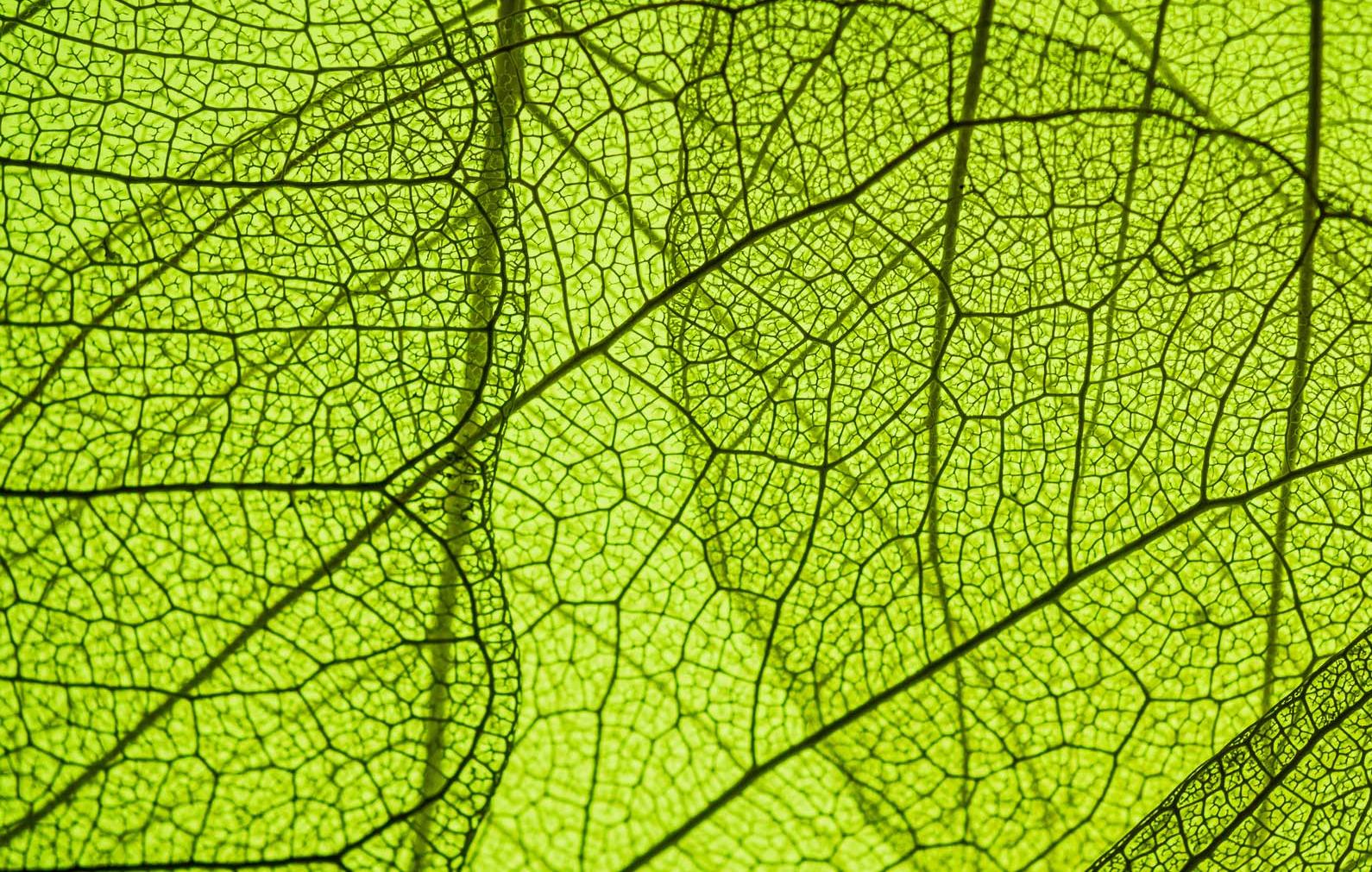Photo of a leaf detail