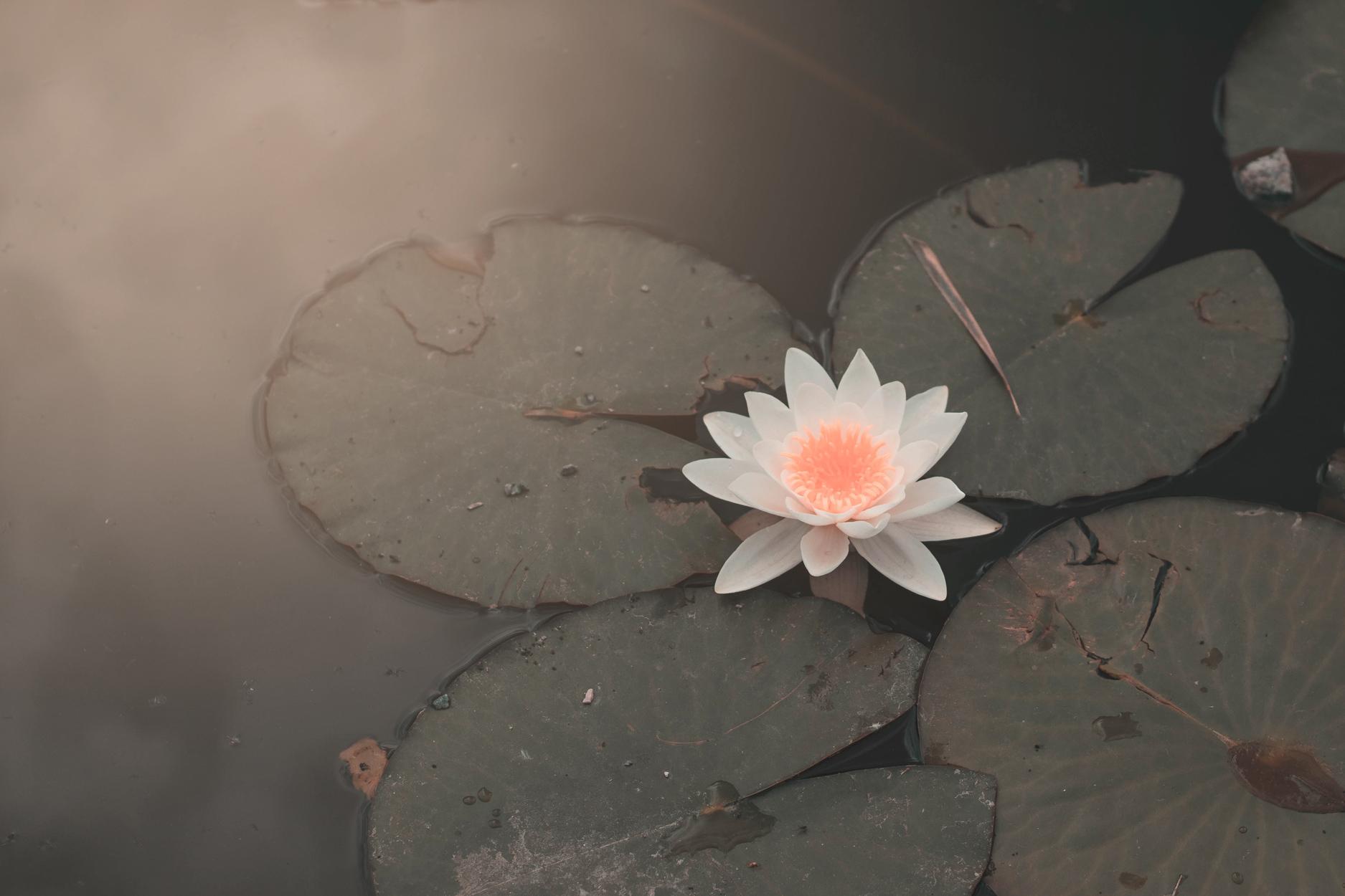 Foto einer Lotusblume