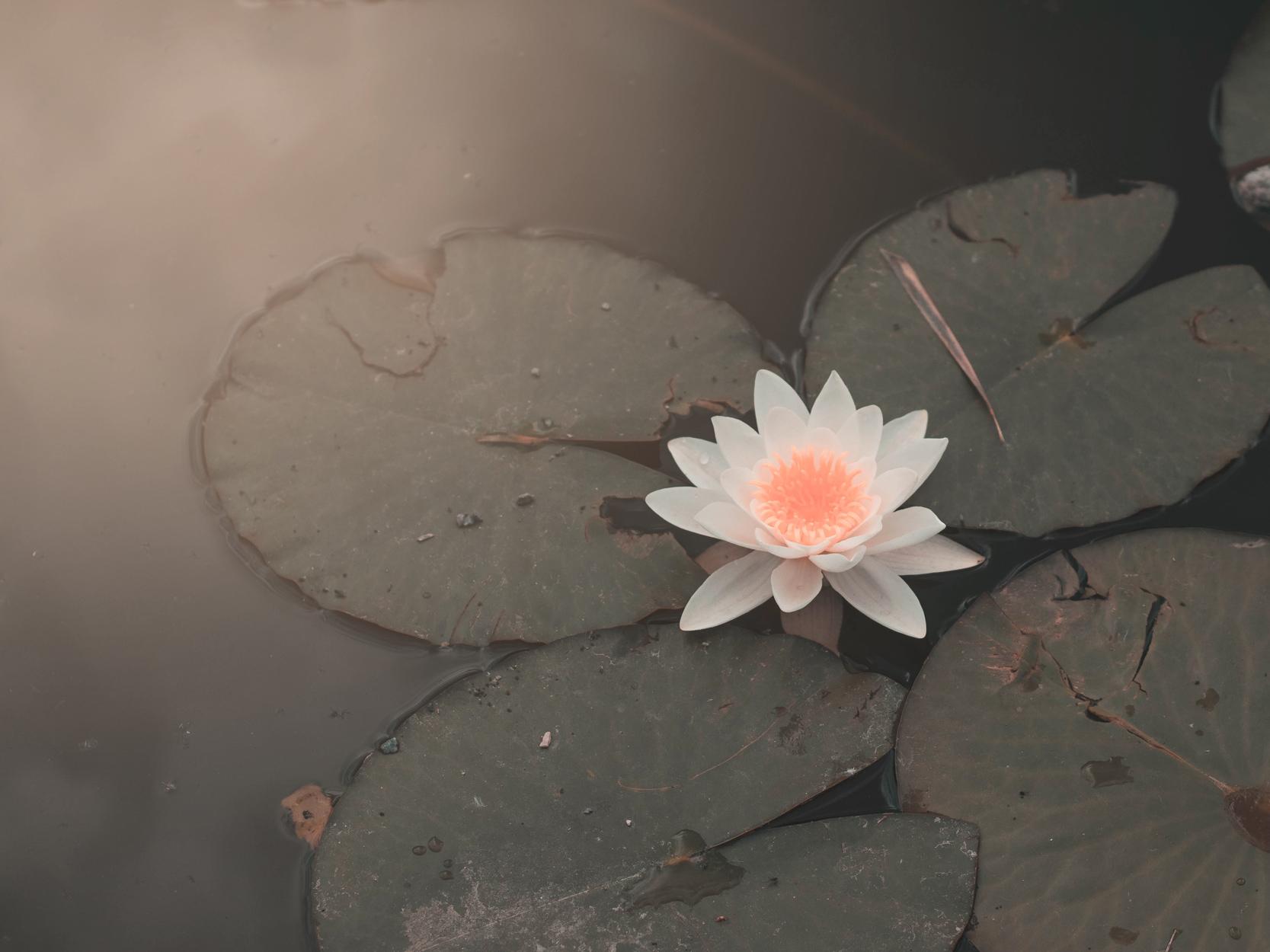 Photo d'une fleur de lotus