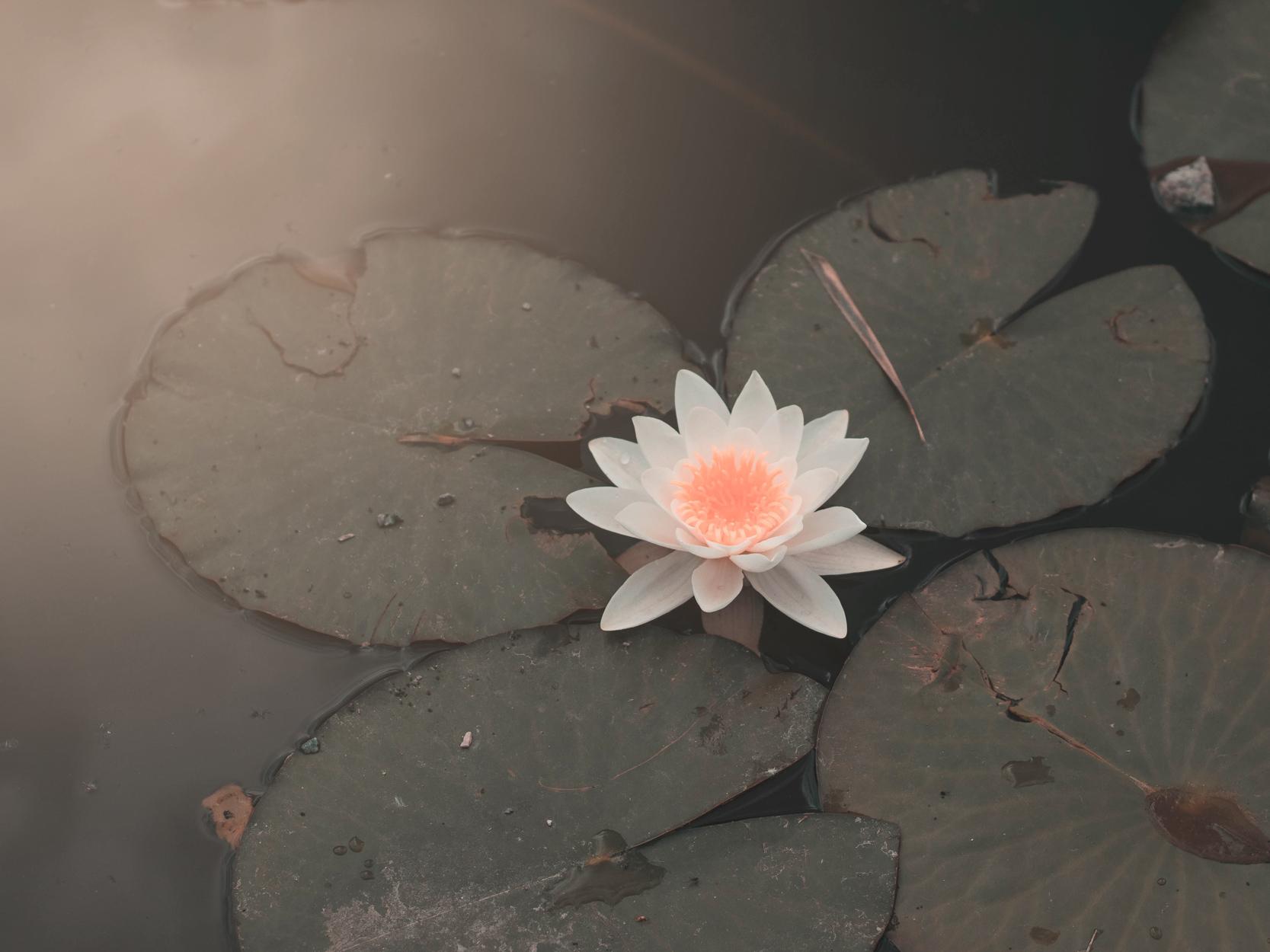Foto einer Lotusblume