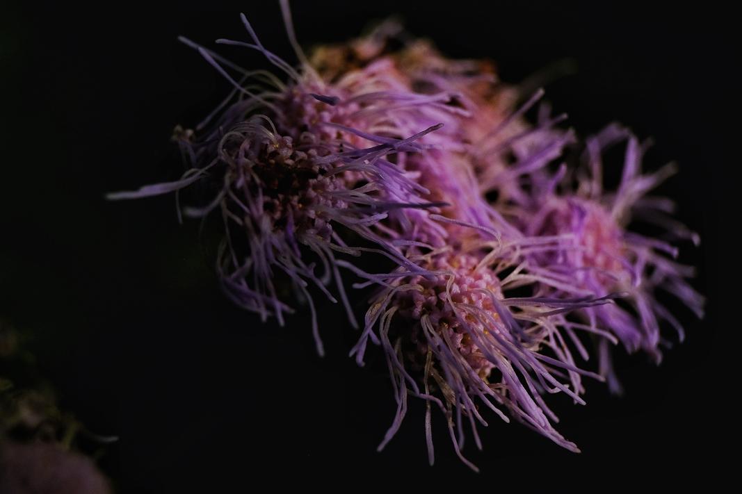 Bild einer Blume im Dunkeln