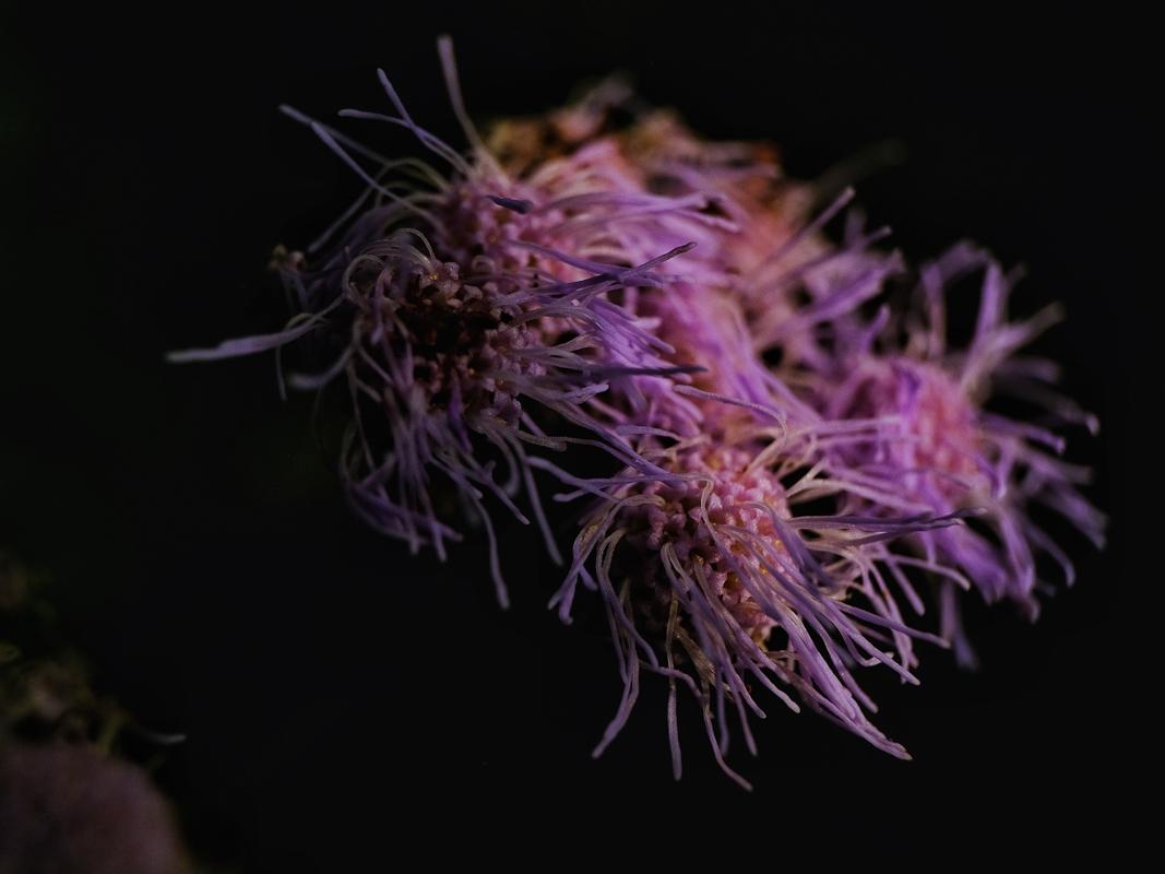 Image d'une fleur dans l'obscurité
