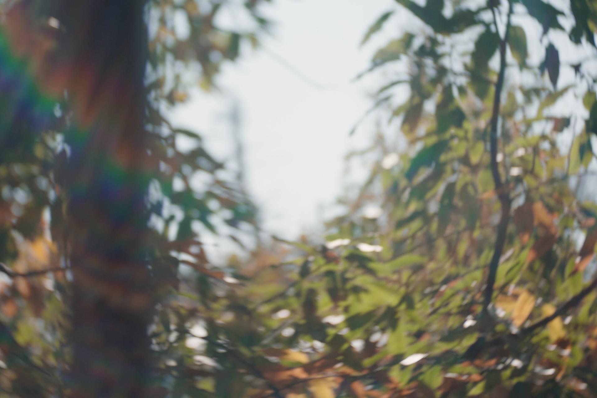 Out-of-focus view of sunlit leaves and branches against a bright sky.