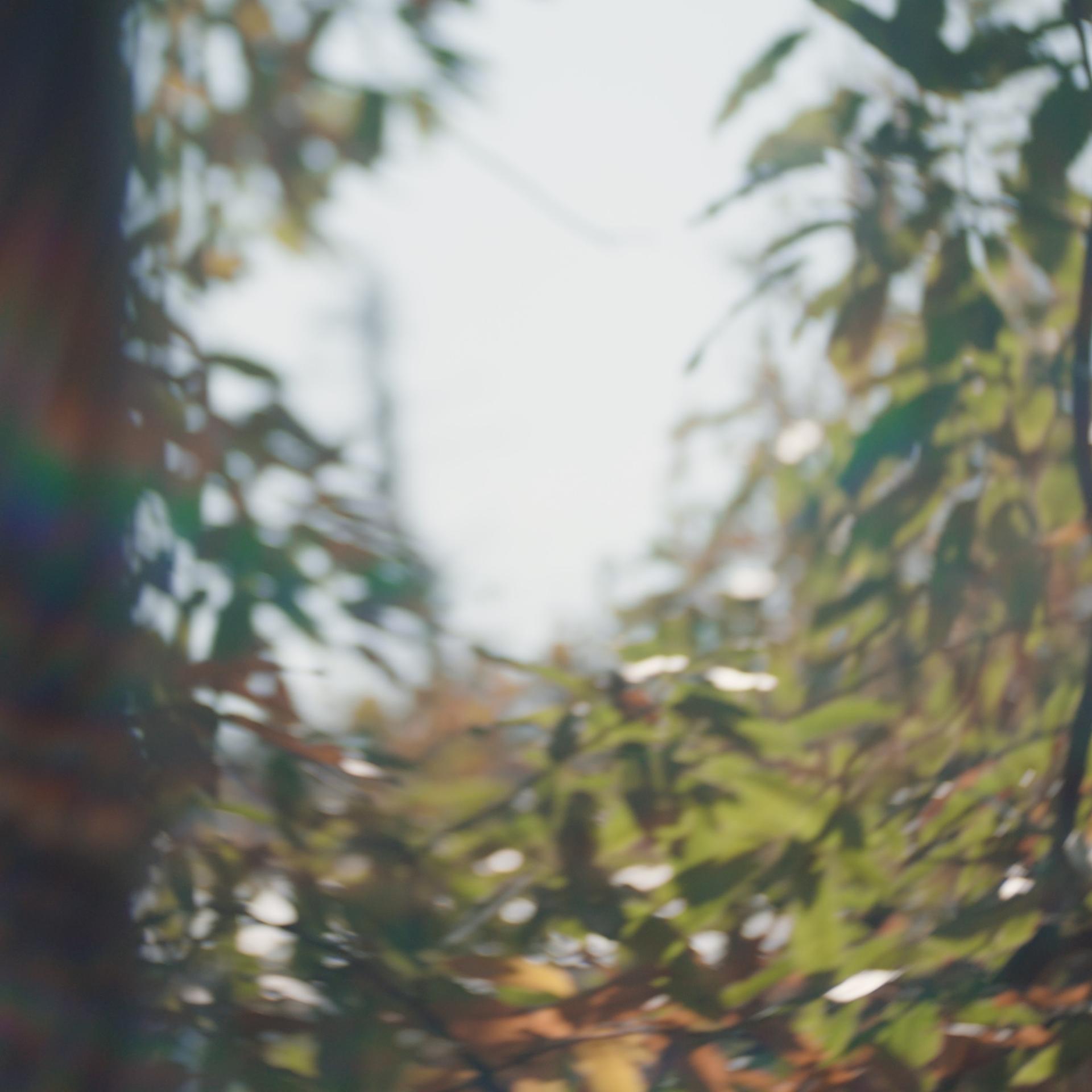 Out-of-focus view of sunlit leaves and branches against a bright sky.
