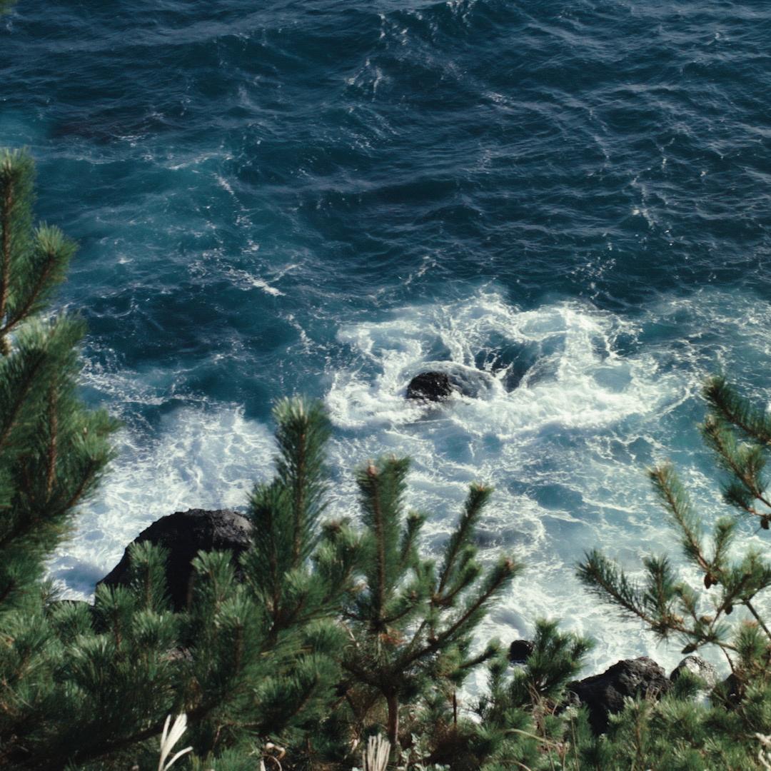 Scenic view of ocean waves crashing against rocks seen through pine trees, representing sharp vision and natural detail after vision correction.