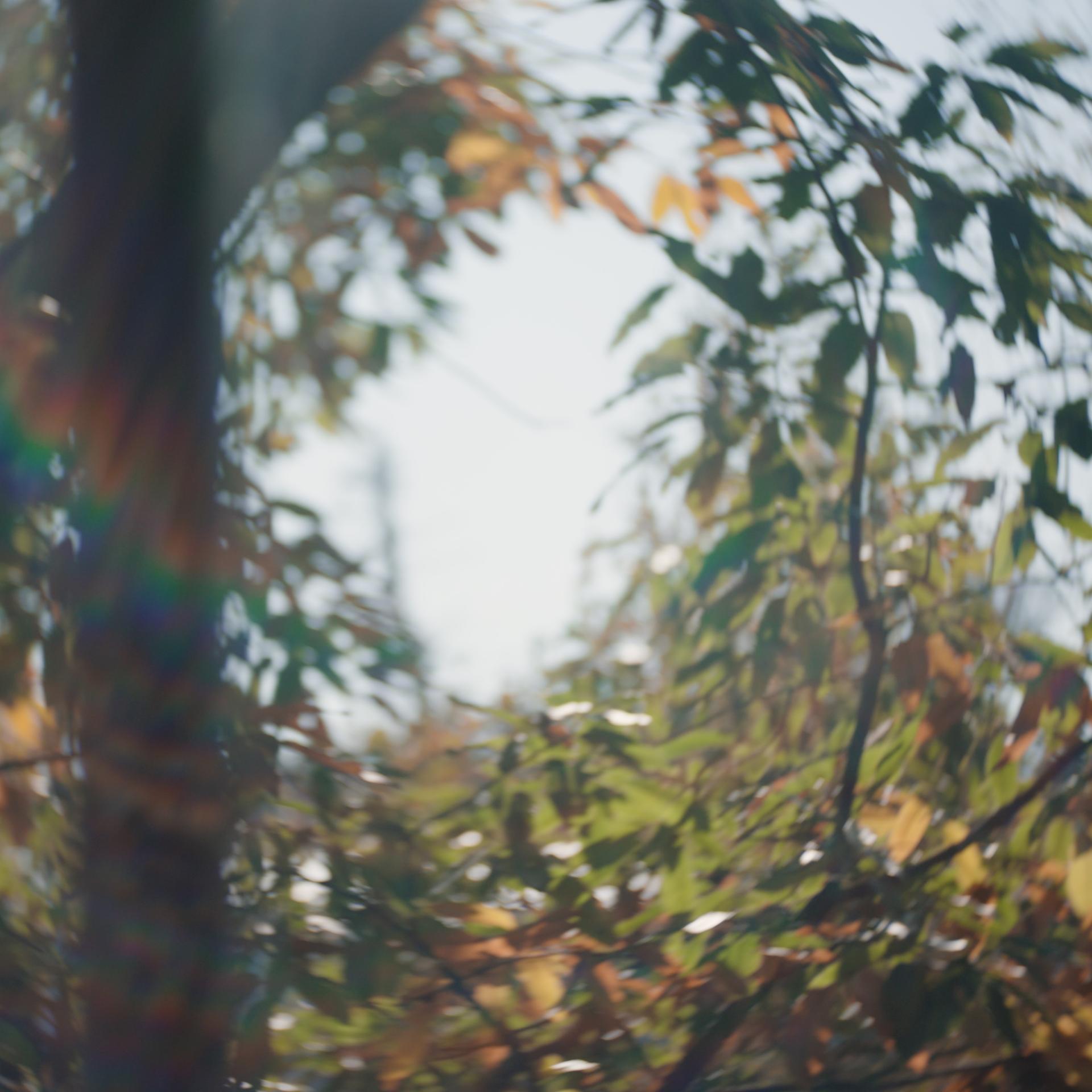 Blurred trees and light distortions representing impaired vision caused by astigmatism before PRK correction.