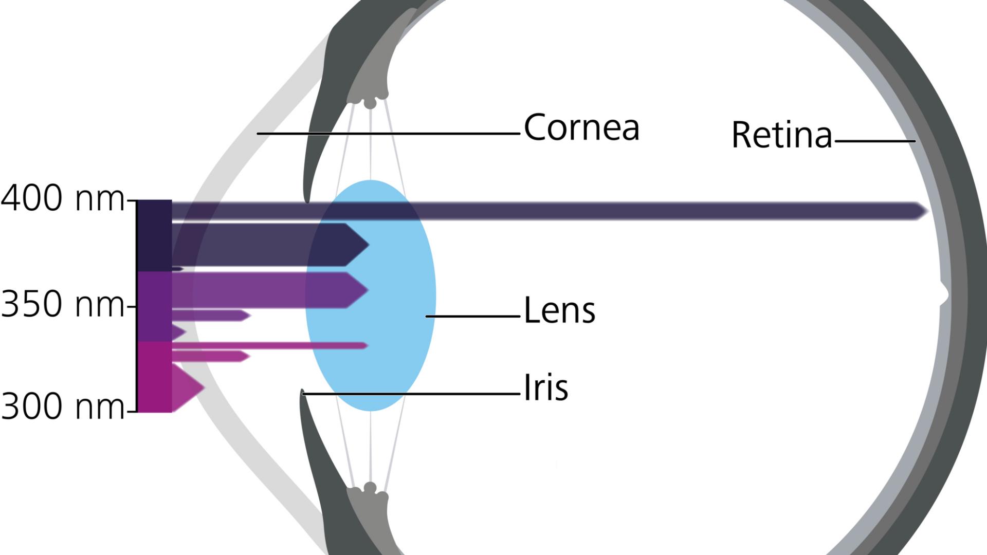 Diagram of the penetration depth in the eye based on different UVR wavelengths