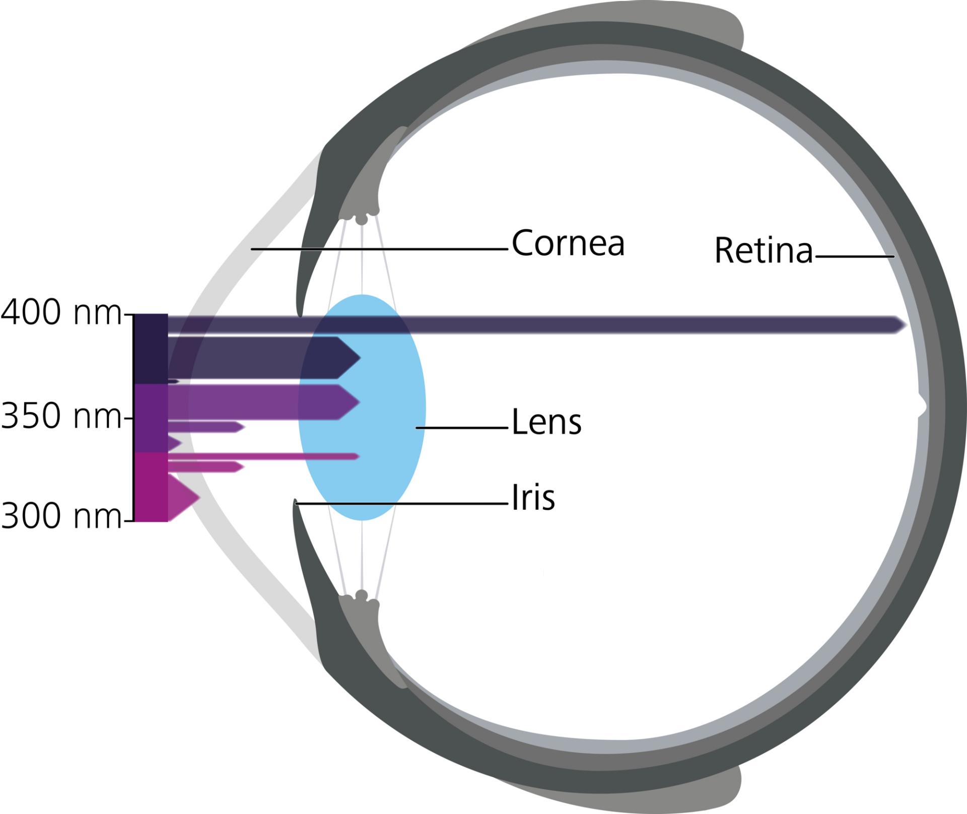 Diagram of the penetration depth in the eye based on different UVR wavelengths