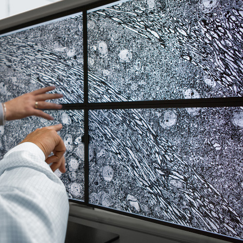 四个屏幕展示使用 ZEISS MultiSEM 显微镜拍摄的图像。 