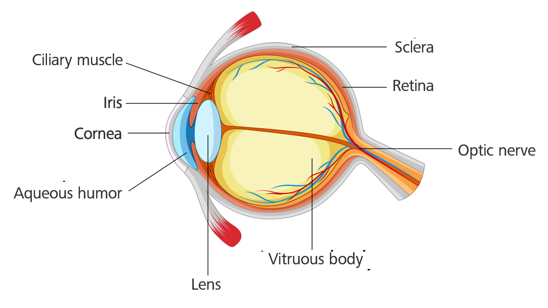 Healthy eye