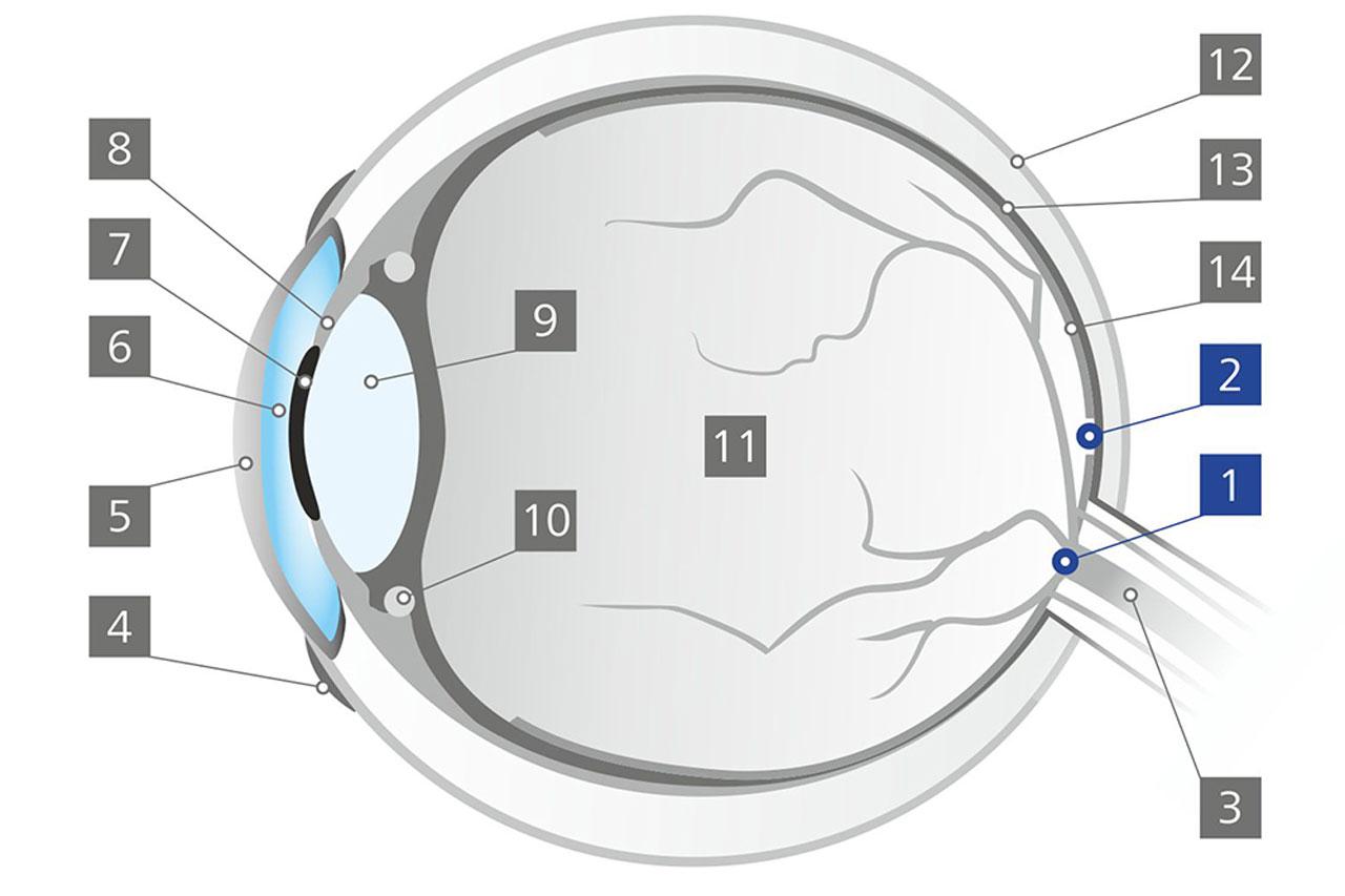 What is the blind spot in eye?