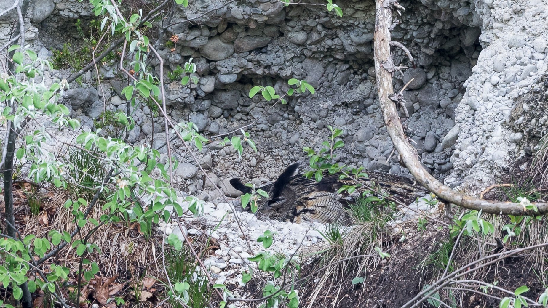 A female eagle-owl incubating her eggs: a whole brood can be lost as a result of just one disturbance, with the eggs being destroyed by the cold or eaten by crows.