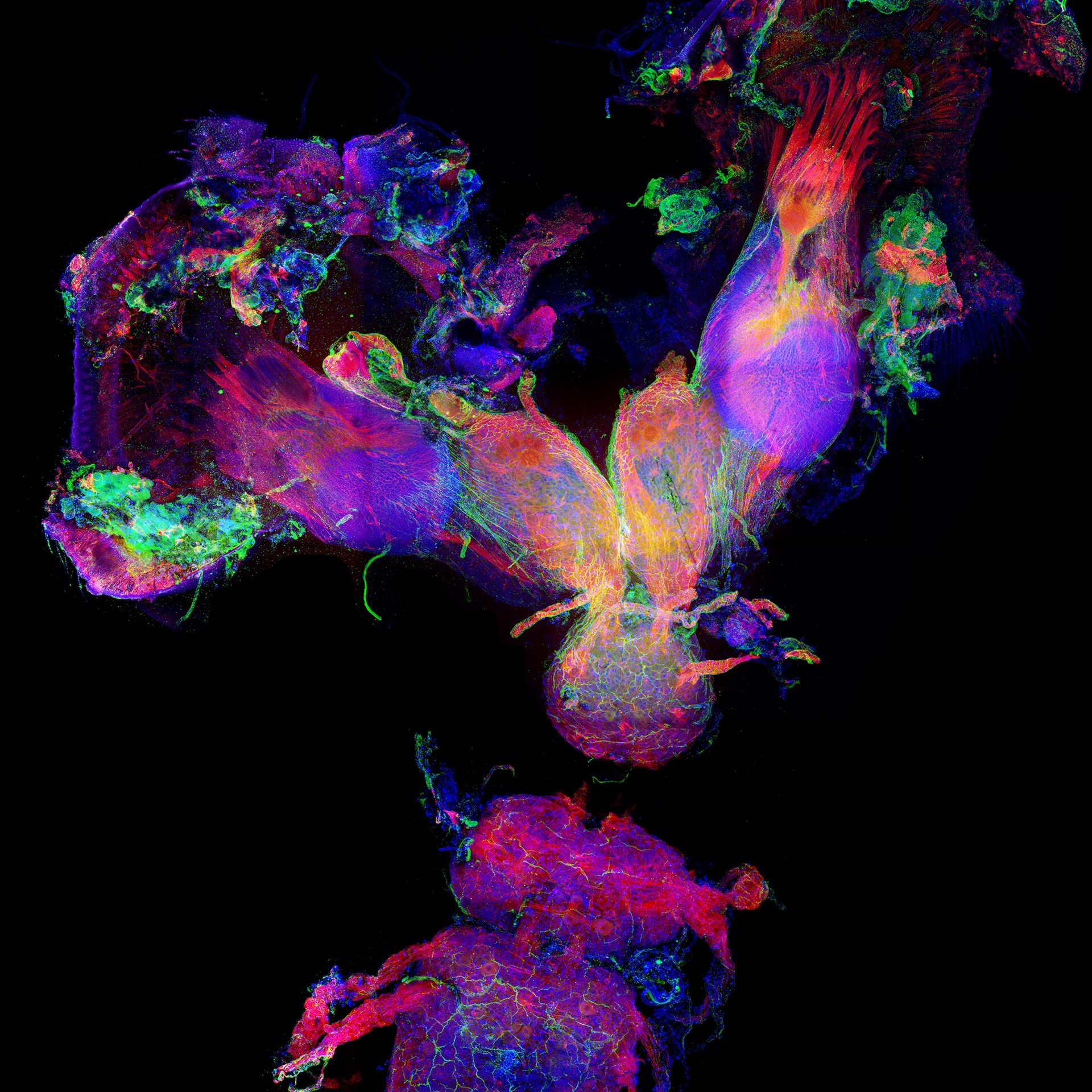 Central nervous system from a horned dung beetle (Onthophagus sagittarius) was captured during the late pupa stage, this beetle was about to complete metamorphosis. Imaged with a ZEISS LSM 880 confocal microscope.