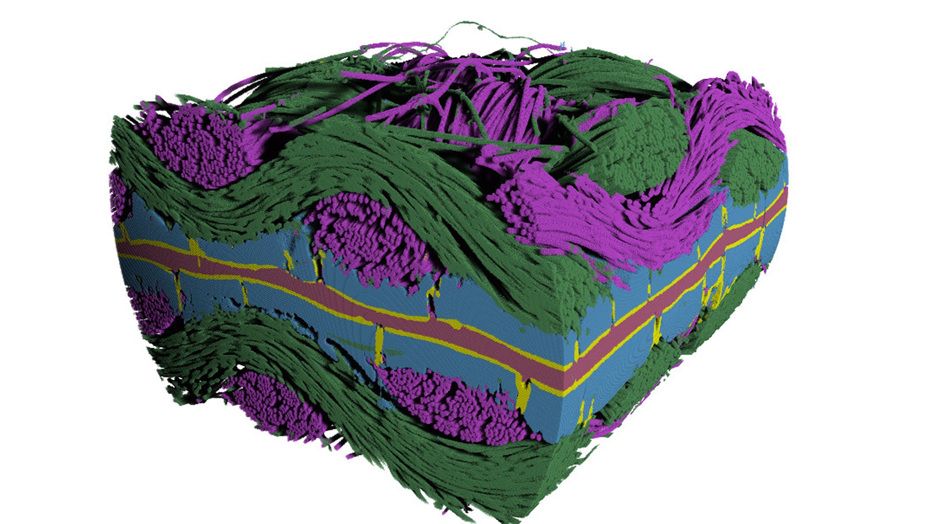 Segmented 3D volume of a polymer electrolyte fuel cell (PEFC) membrane electrode assembly. Gas diffusion layer fiber weaves are visible in green and magenta, microporous layer in blue, catalyst in yellow, and electrolyte membrane in red.