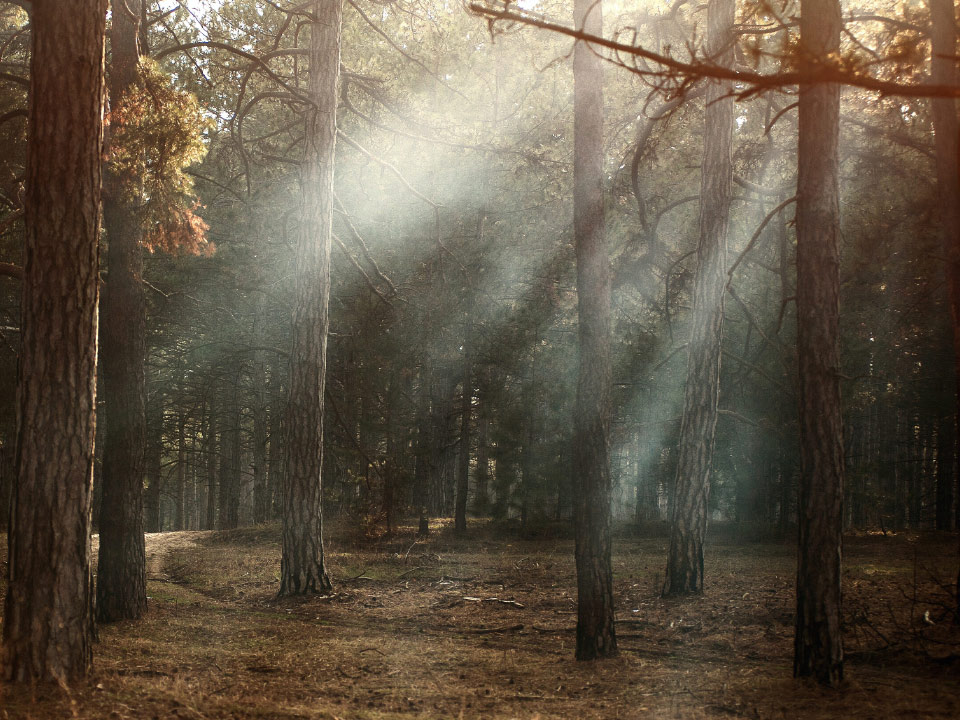 干燥森林的图像，阳光穿透照射在树木之间。 